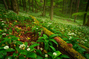 Europe, Germany, Bavaria, Aschau am Inn, Wild Garlic Field in Forest, Europe, Germany, Bavaria, Aschau am Inn, Wild Garlic Field in Forest,